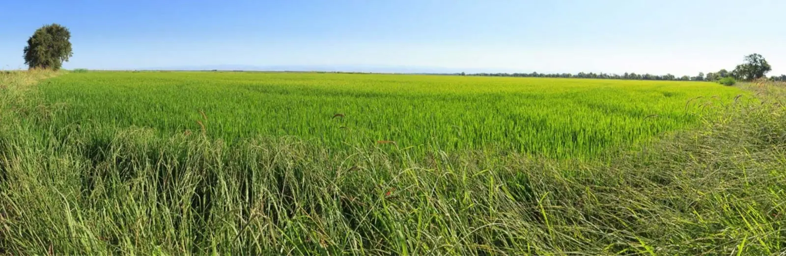 Rice fields in Butte County, California